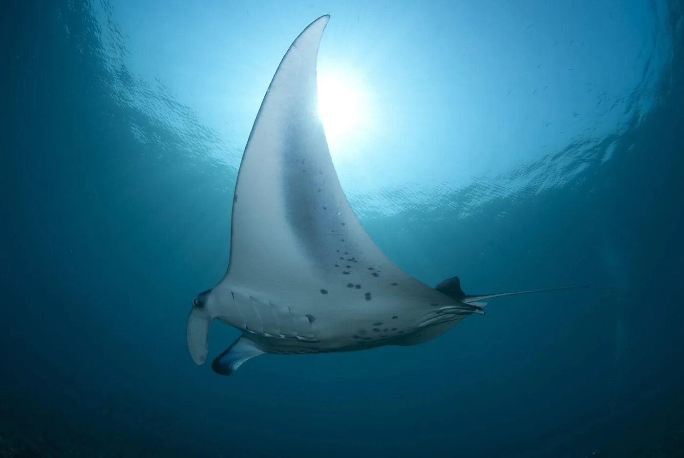 Manta gigante