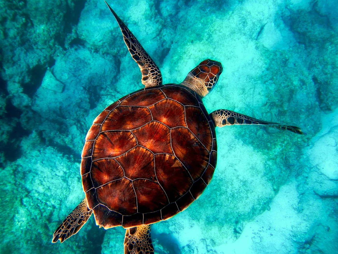 Tortuga verde