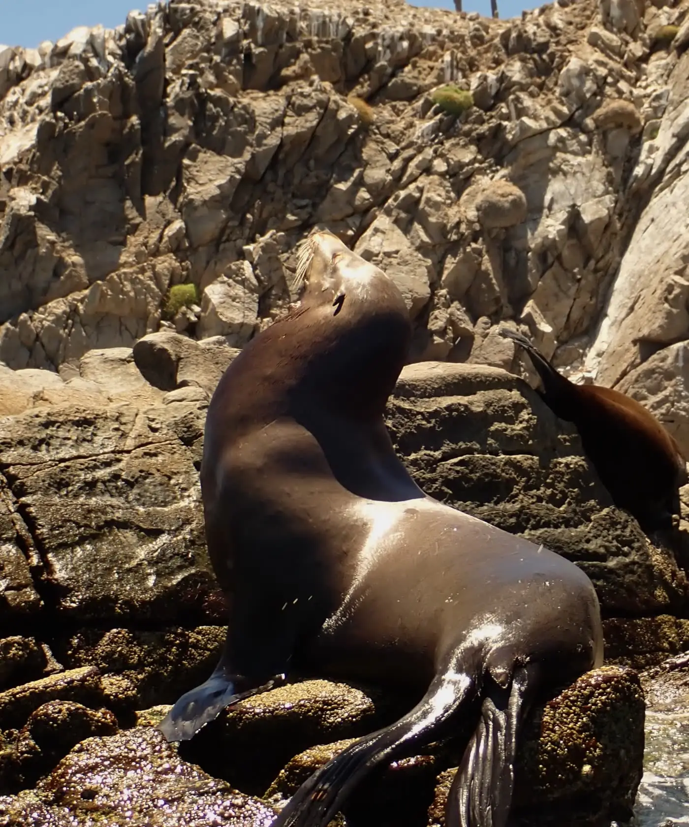 Colonia de lobos marinos