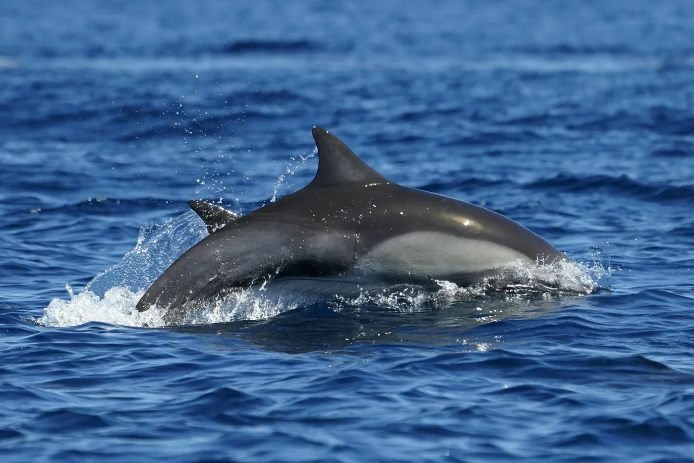 Delfín en mar abierto