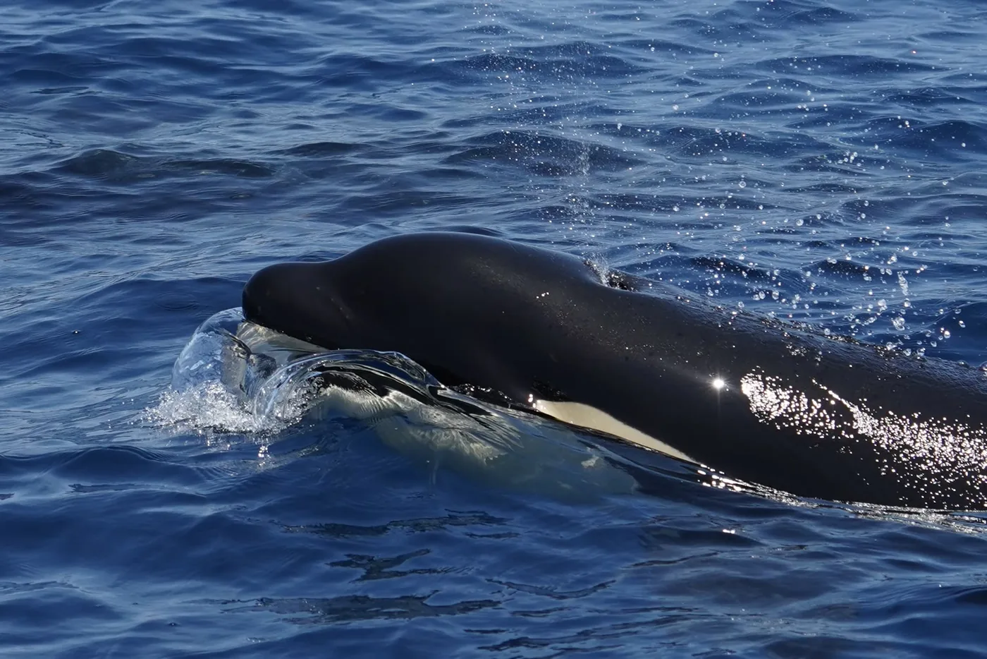 Orca