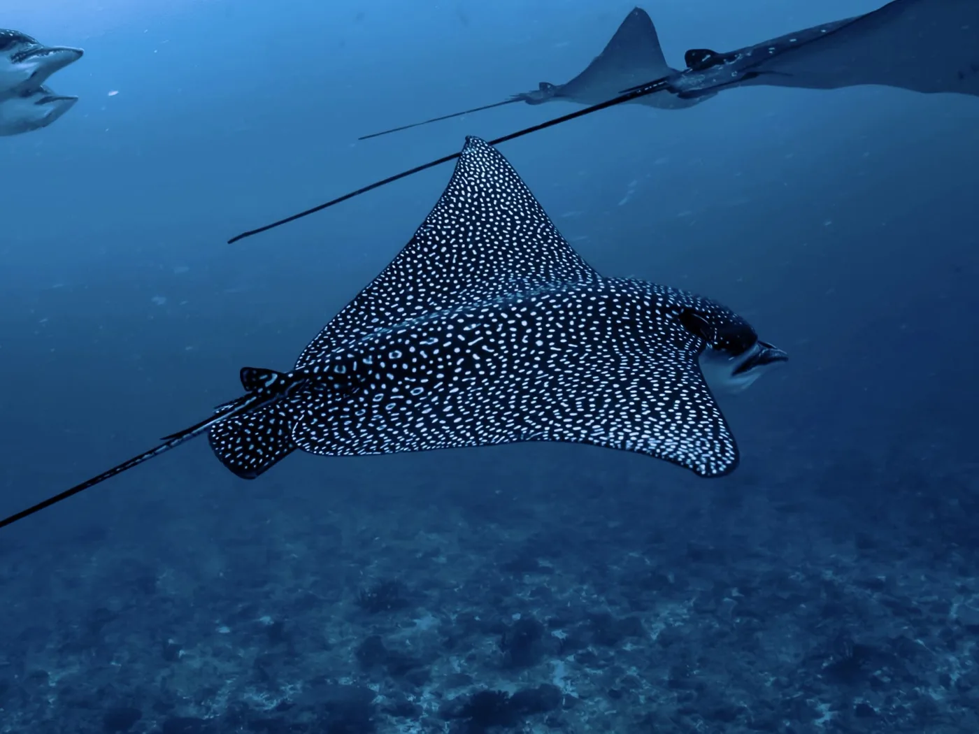 Rayas águila moteadas