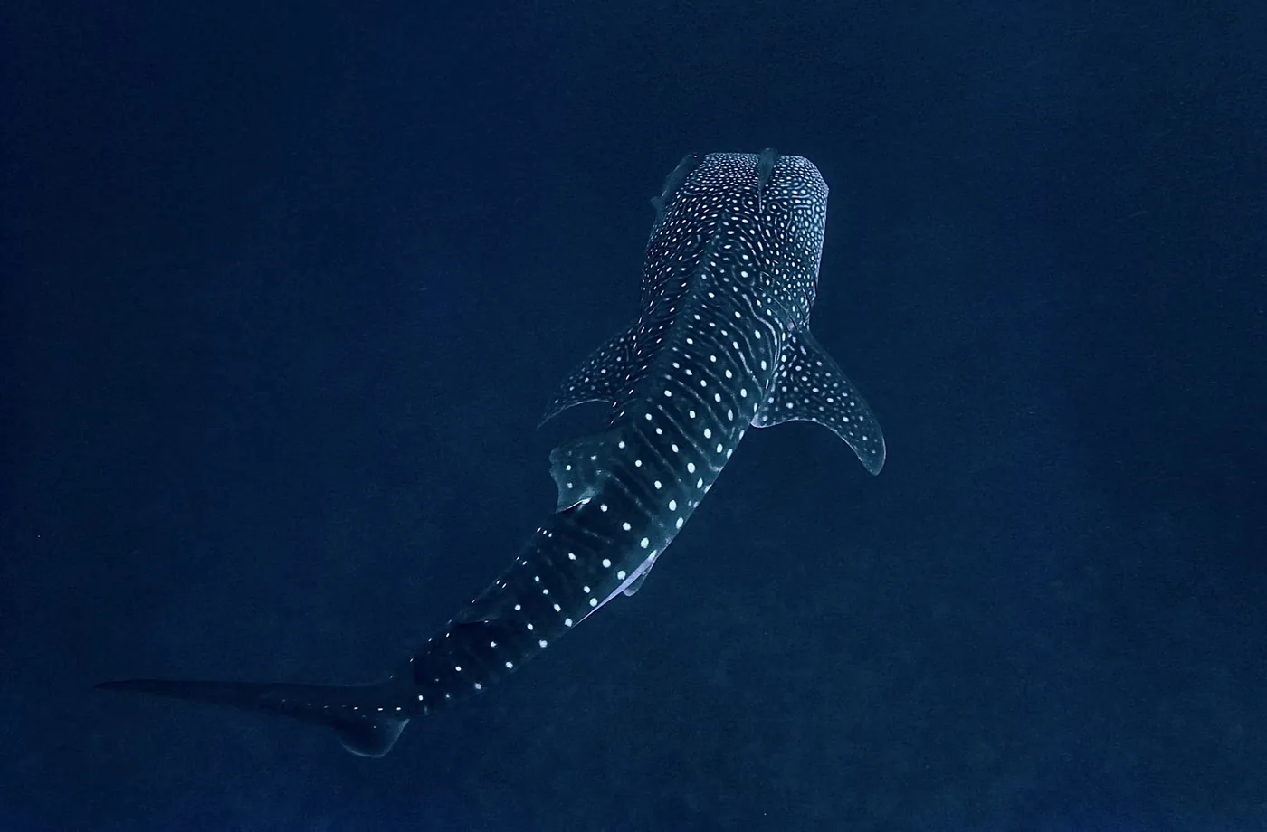 Tiburón ballena