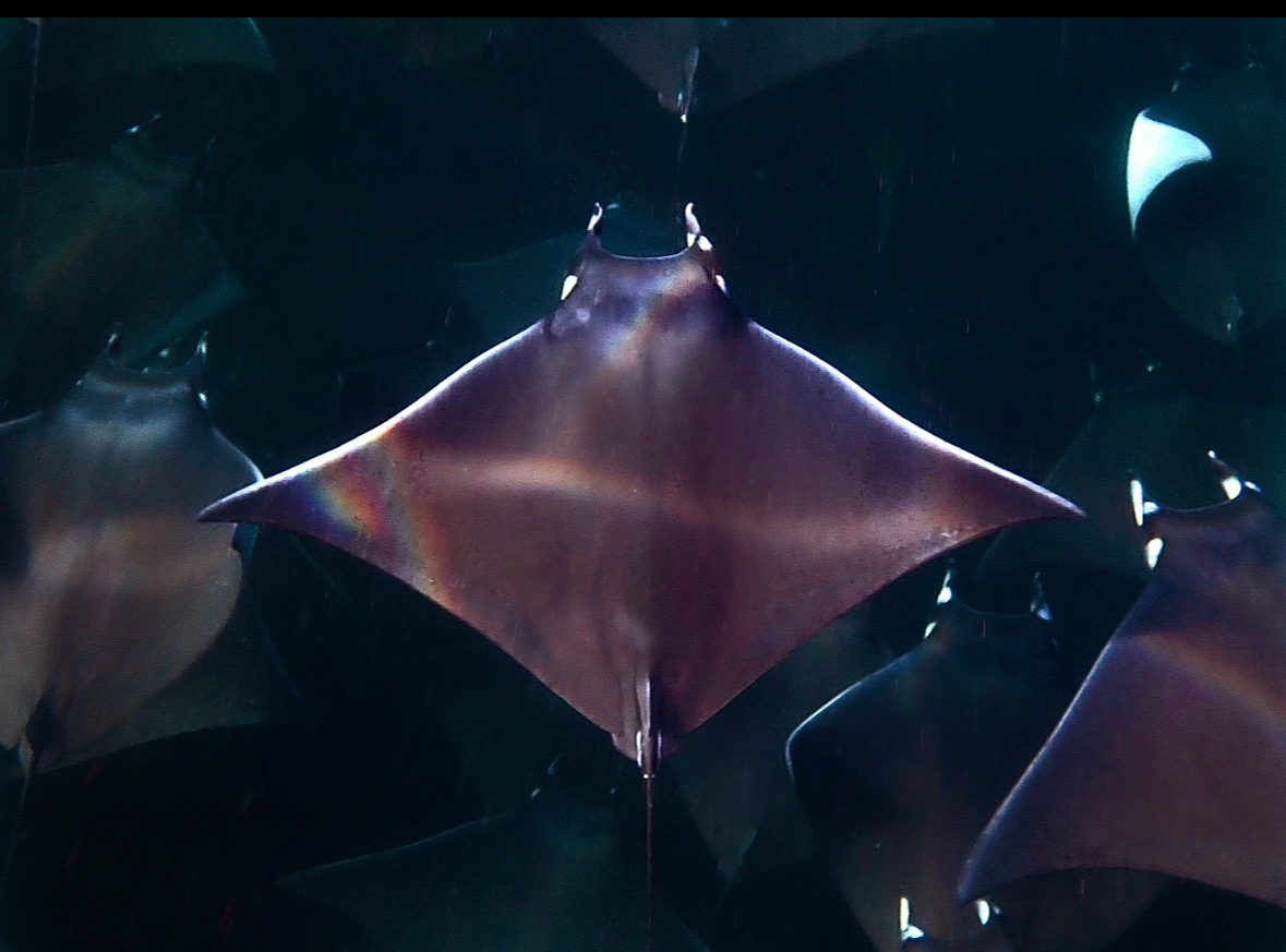 Mantarrayas aérea