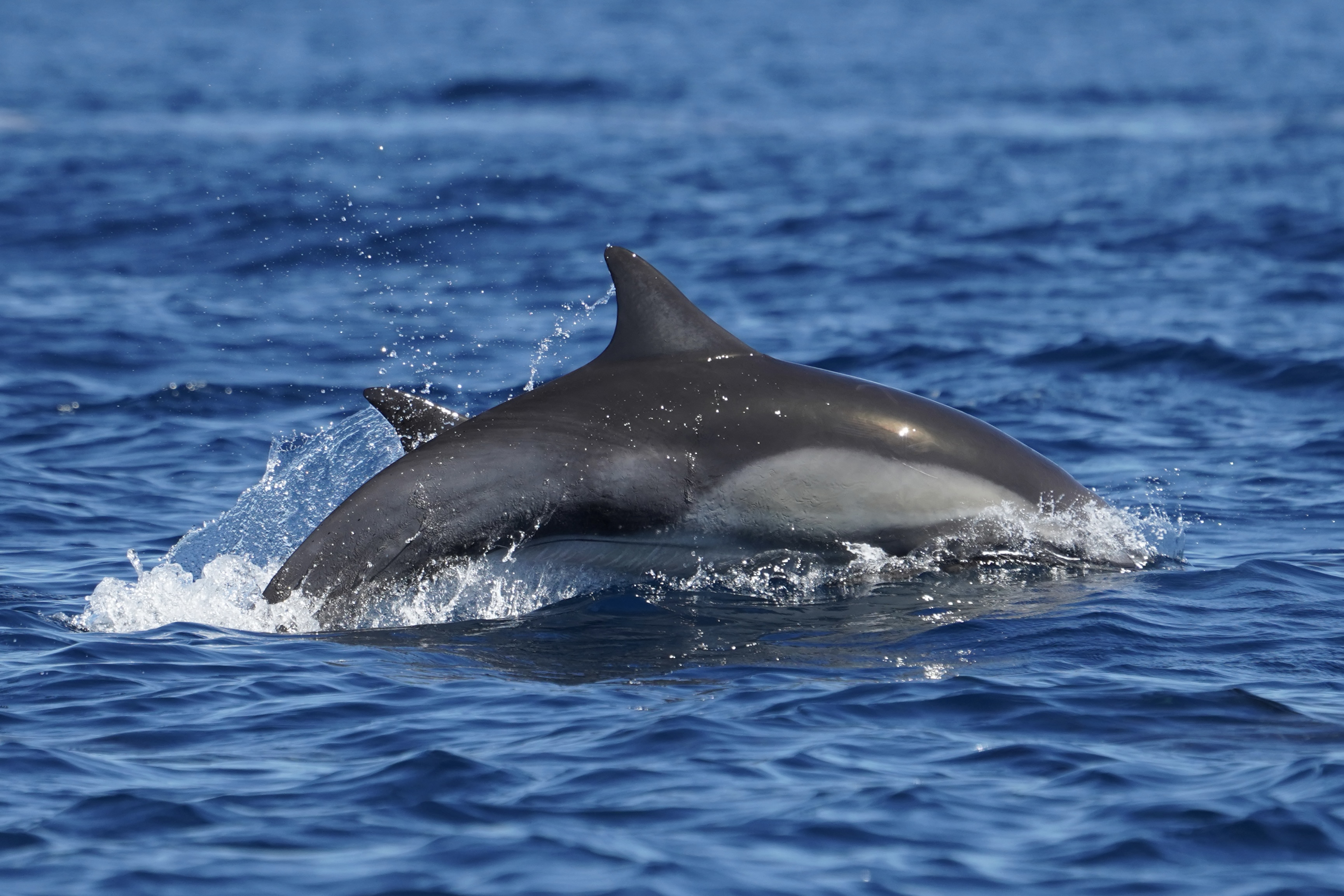 Delfines